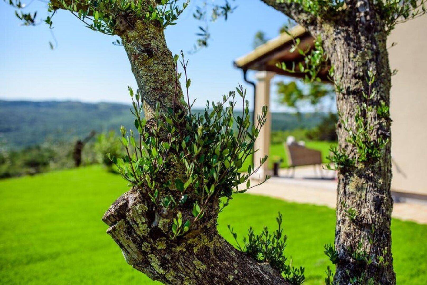 Alter Olivenbaumstamm mit frischen Trieben und verschwommenem Blick auf das Haus und den Garten.