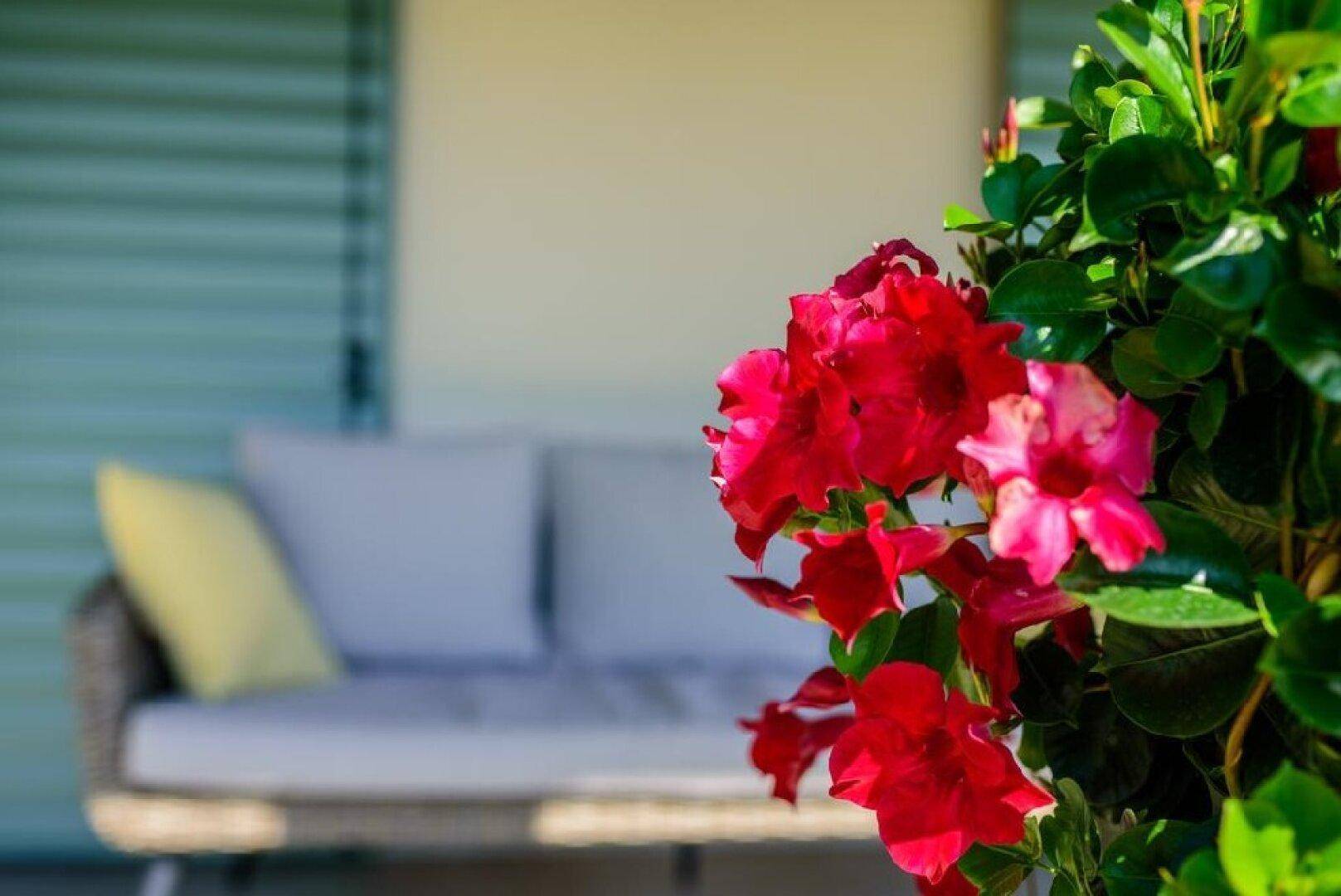 Nahaufnahme von leuchtend roten Blüten mit verschwommenen Outdoor-Sitzmöbeln im Hintergrund.