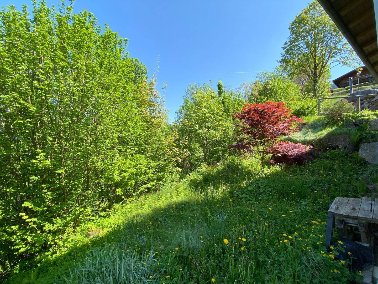 Üppiger grüner Gartenbereich mit verschiedenen Bäumen und Sträuchern unter strahlendem Sonnenschein.