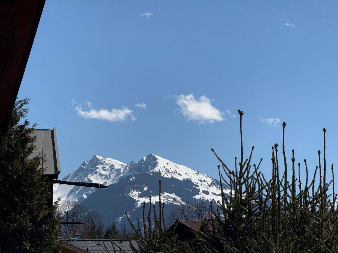 Nahaufnahme eines schneebedeckten Berges, umrahmt von grünen Nadelbäumen unter blauem Himmel.