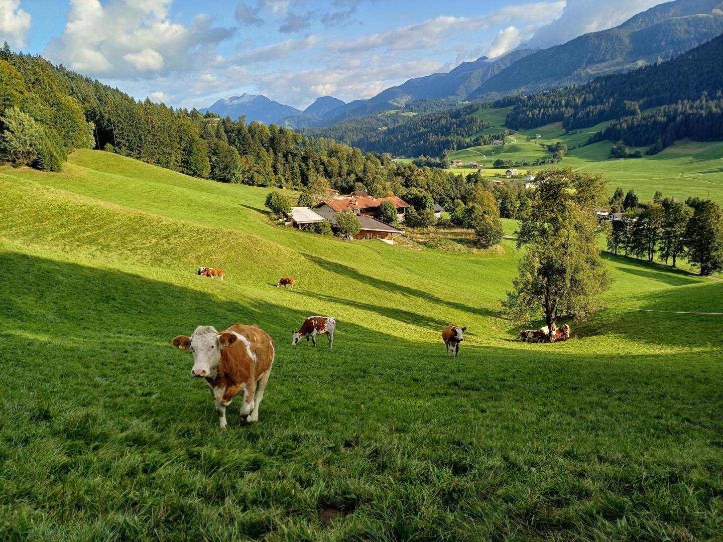 Idyllische Weidelandschaft mit grasenden Kühen und einem Anwesen inmitten grüner Hügel und Berge.