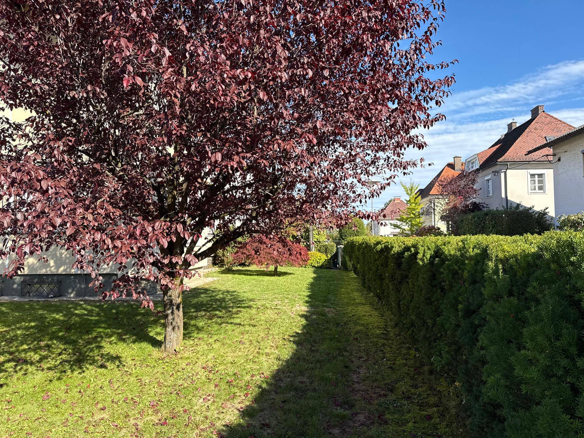 Gepflegter Gartenbereich mit einem großen Baum mit roten Blättern und einer dichten Hecke.
