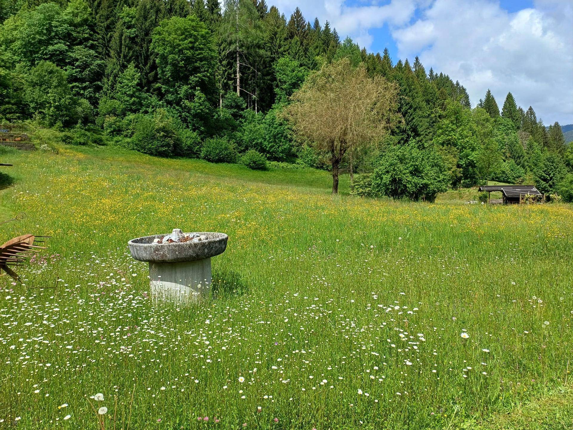 Weite grüne Wiese mit Wildblumen und dichtem Wald im Hintergrund unter blauem Himmel.