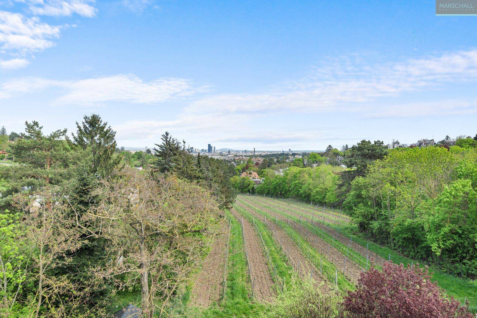 Wienblick/Weingarten