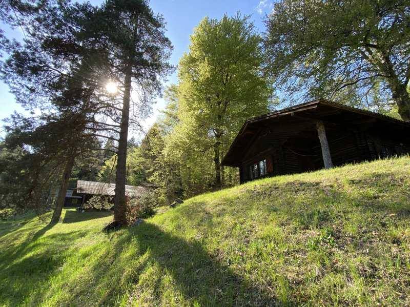 Rustikale Holzhütte auf einem grünen Hang, umgeben von hohen Bäumen im warmen Sonnenlicht.