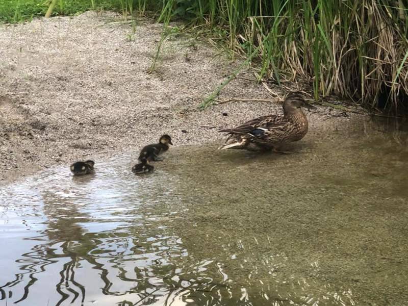 Strand Enten