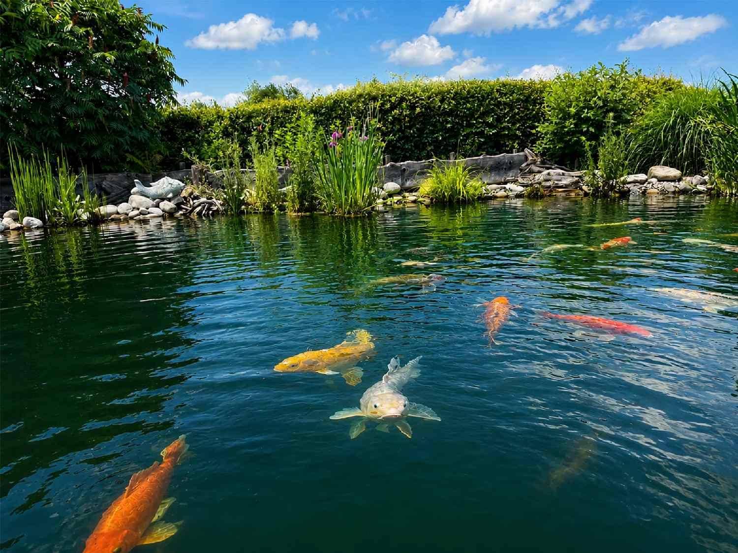 Idyllischer Teich mit farbenfrohen Koi-Karpfen, umgeben von üppigem Grün.