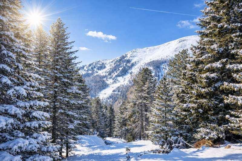 Verschneiter Waldweg führt zu schneebedeckten Bergen unter einem klaren blauen Himmel.