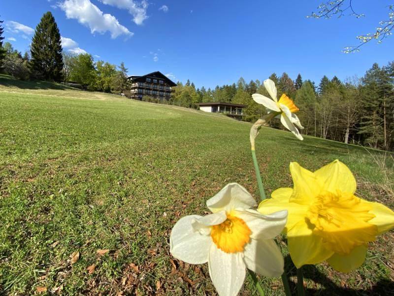 Nahaufnahme von weißen und gelben Narzissen auf einer Wiese mit dem Hauptgebäude im sonnigen Hintergrund.