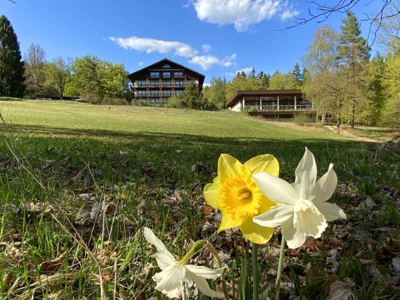 Gelbe und weiße Narzissen blühen auf einer grünen Wiese mit dem Hauptgebäude im sonnigen Hintergrund.