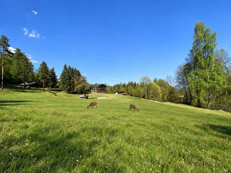 Zwei Rehe grasen friedlich auf einer weitläufigen grünen Wiese mit dem Hauptgebäude im bewaldeten Hintergrund.
