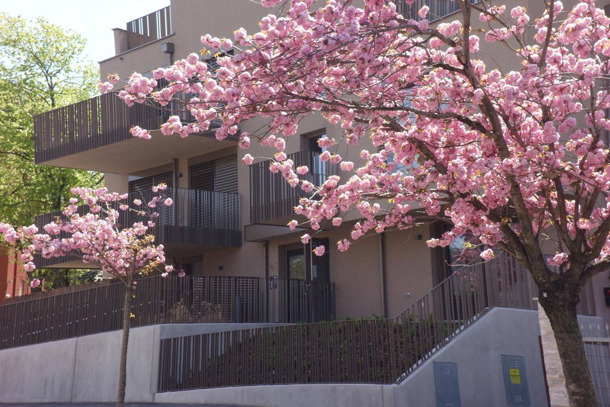 Modernes Mehrfamilienhaus mit Balkonen und blühenden Bäumen im Frühling.