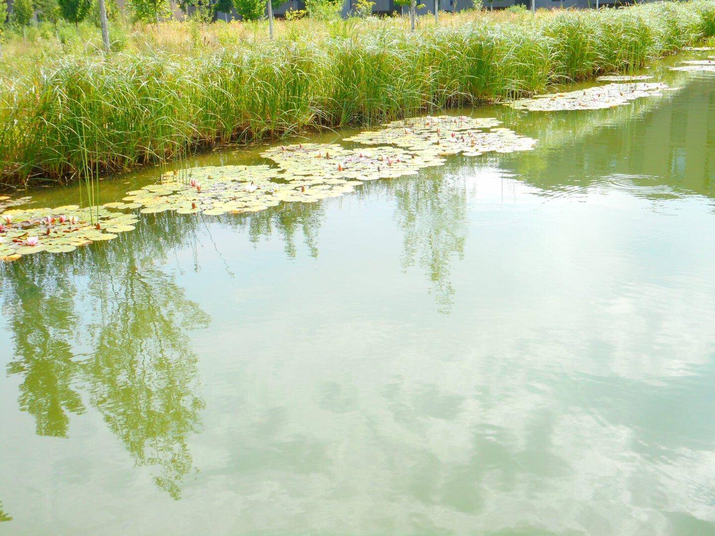 Nahaufnahme eines Wasserbeckens mit zahlreichen Seerosen und klaren Spiegelungen des Himmels auf der Oberfläche.