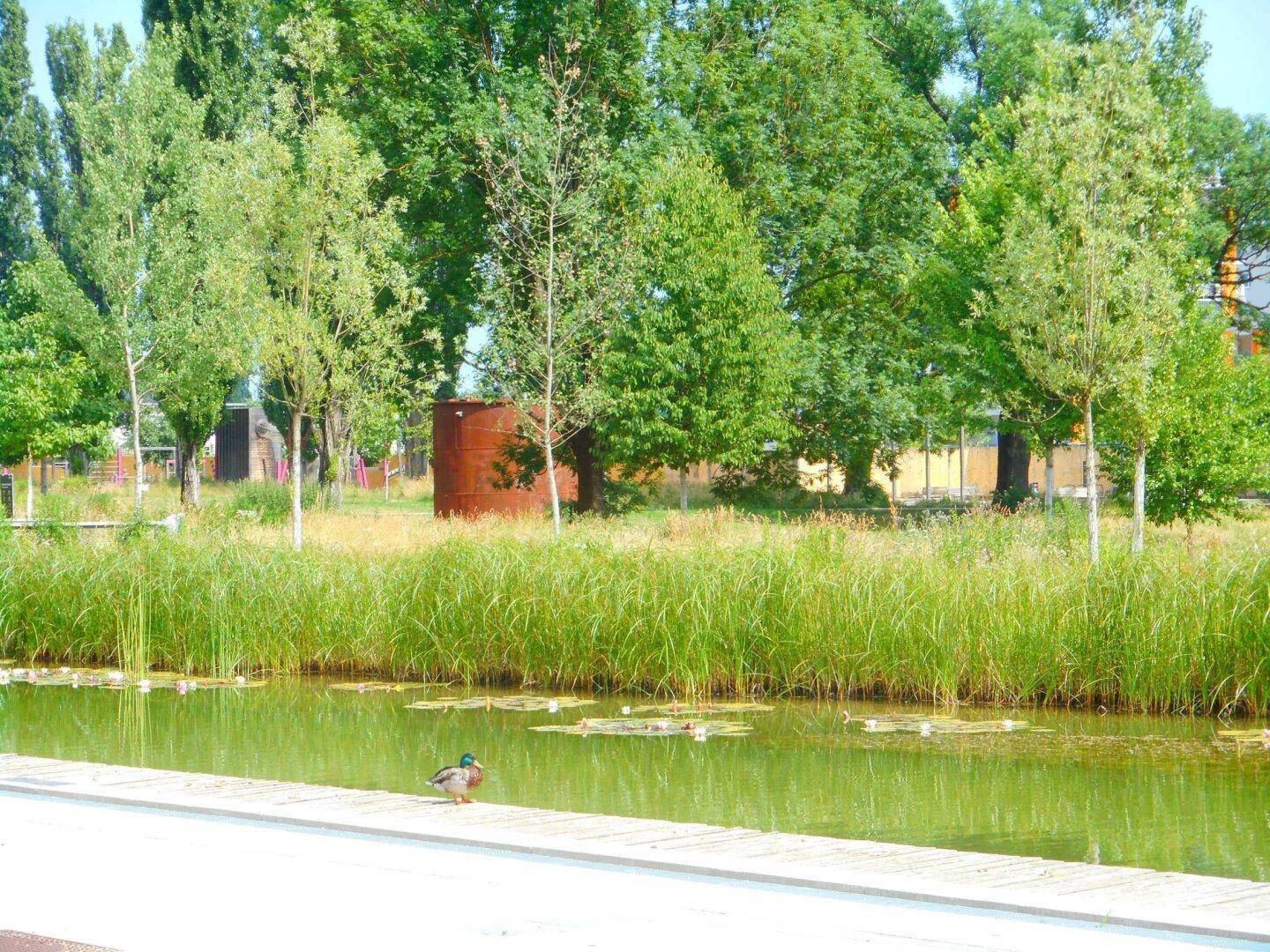 Enten auf einem ruhigen Wasserbecken mit Seerosen, umgeben von üppigem Grün und Bäumen.