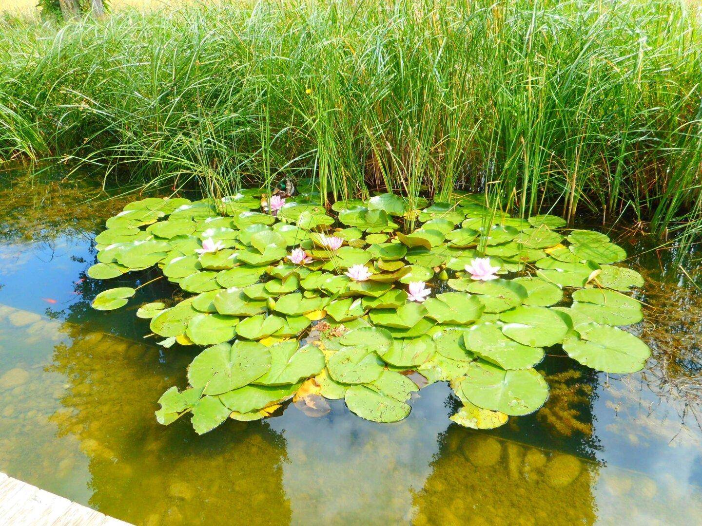 Detailansicht von Seerosen mit zarten rosa Blüten in einem klaren Wasserbecken, umgeben von Schilf.
