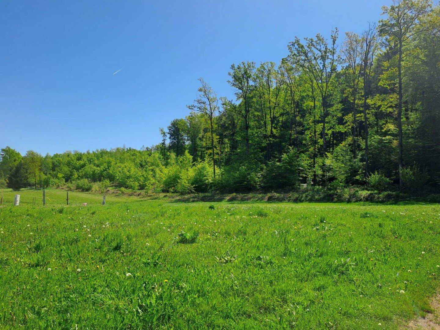 Sonniges Feld mit frischem Grün und einem dichten Waldstreifen am Horizont.