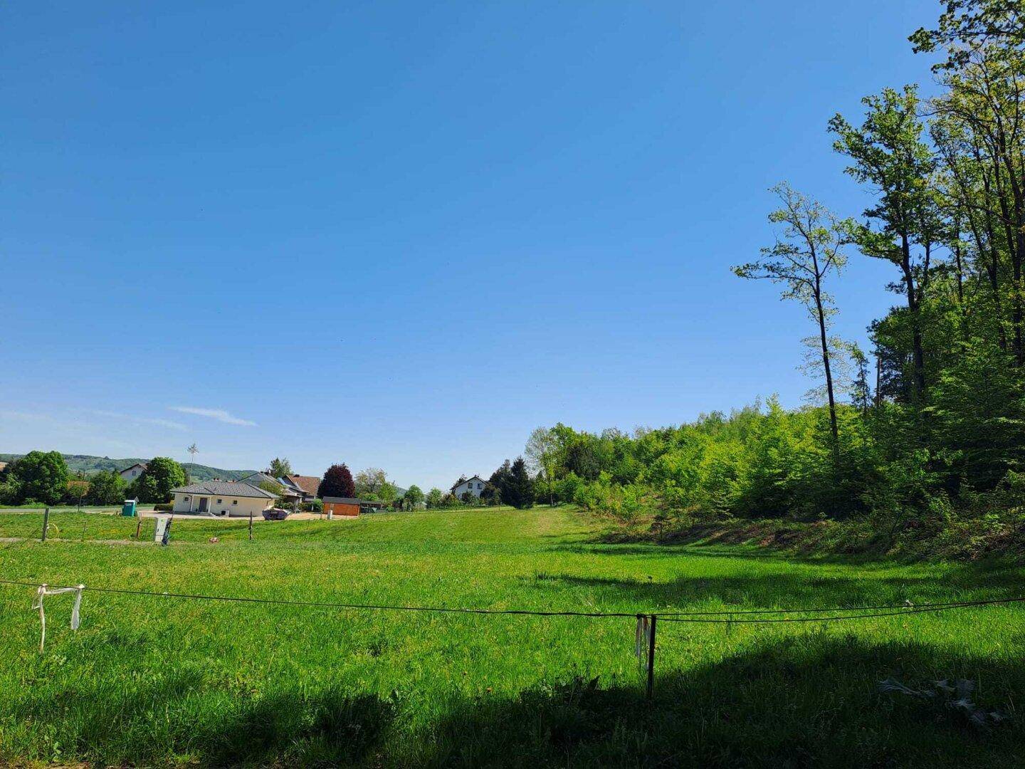 Grüne Wiese mit Blick auf eine Baumreihe und Häuser in der Ferne unter blauem Himmel.