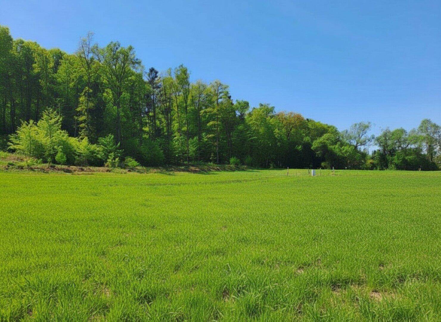 Idyllische Landschaft mit einem weiten grünen Feld und dichtem Wald im Hintergrund.