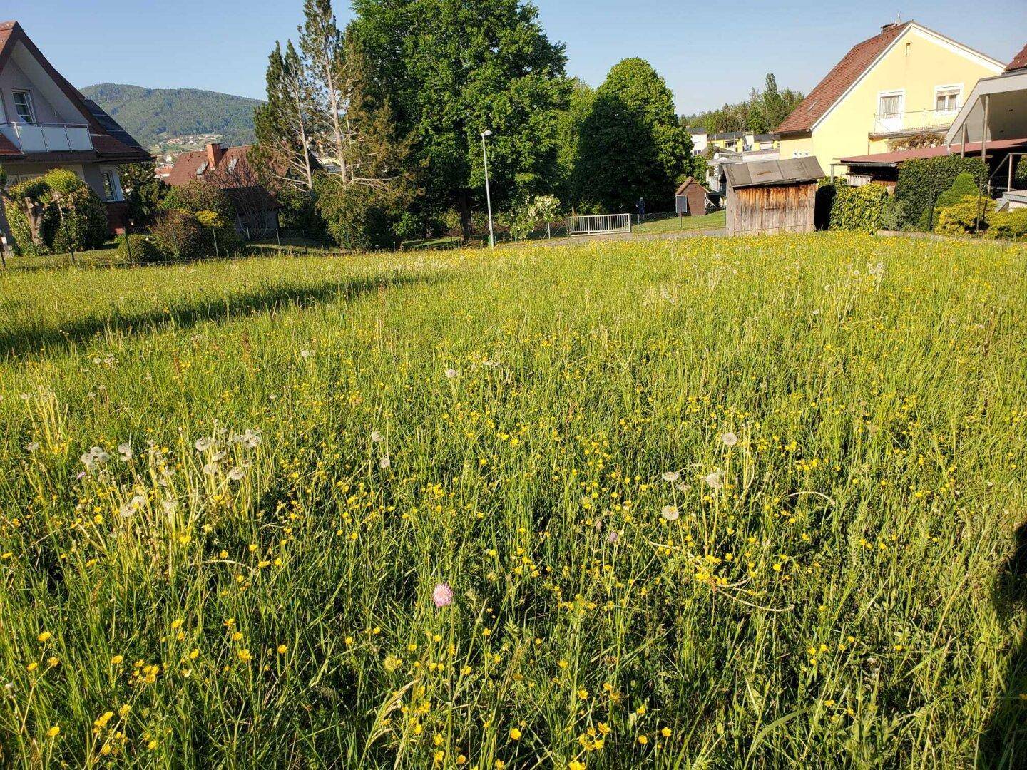 Blühende Wiese auf einem Grundstück mit Blick auf die umliegende Landschaft und Häuser.
