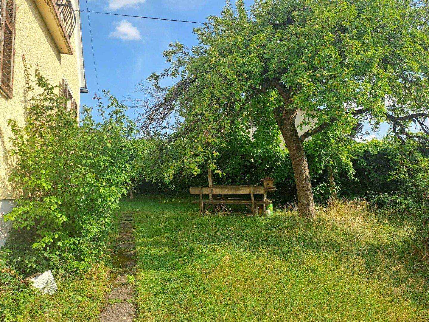 Grüner Gartenbereich mit altem Obstbaum und einer Holzbank unter freiem Himmel.