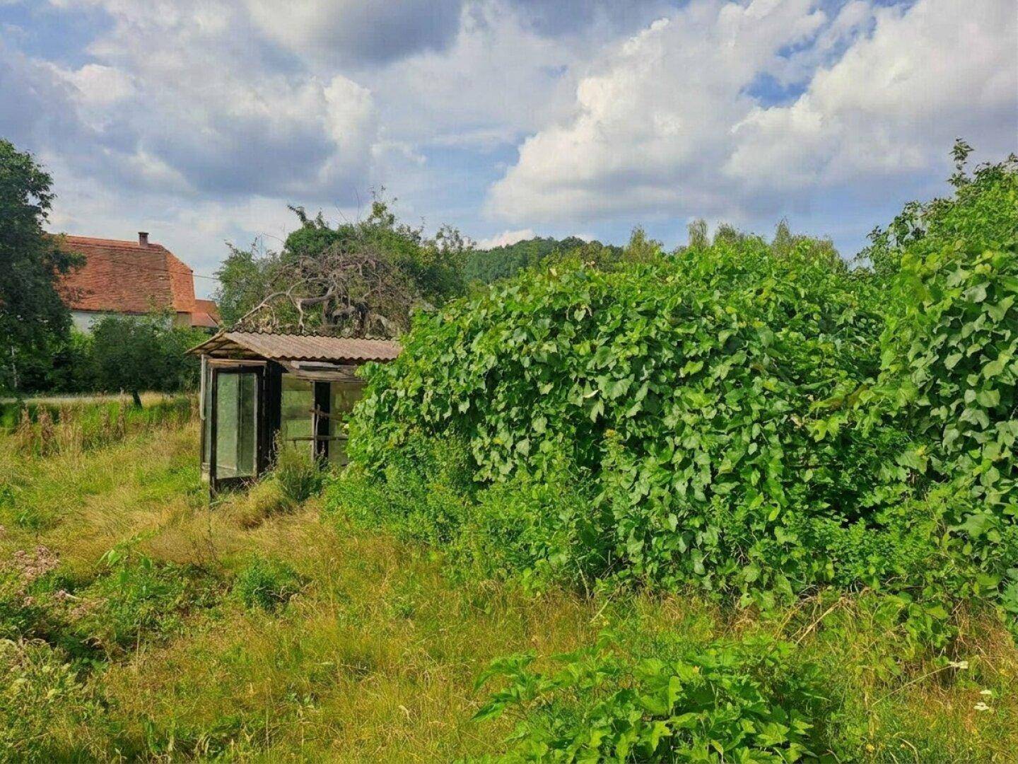 Überwucherter Gartenbereich mit einem kleinen Schuppen und viel Grün unter blauem Himmel.