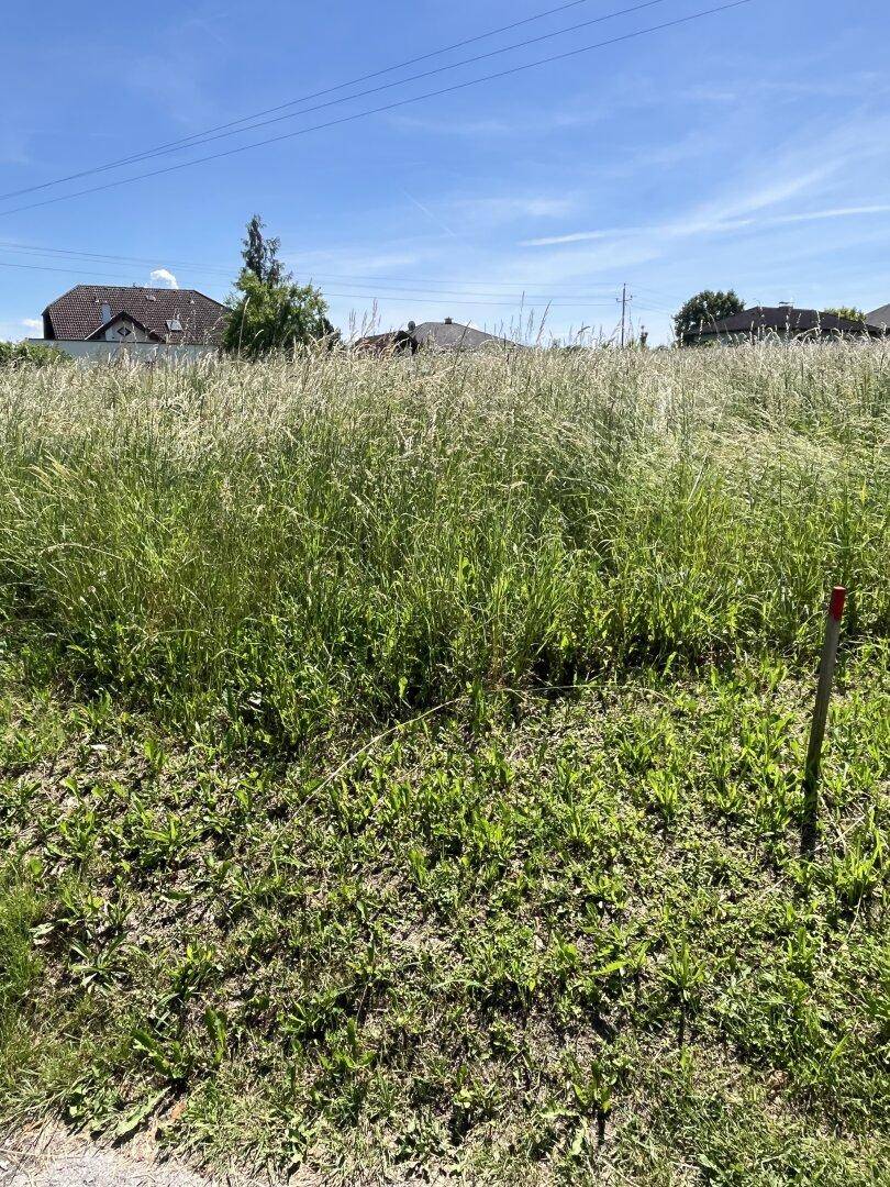 Weitläufiges Feld mit hohem Gras und Häusern in der Ferne unter einem klaren blauen Himmel.