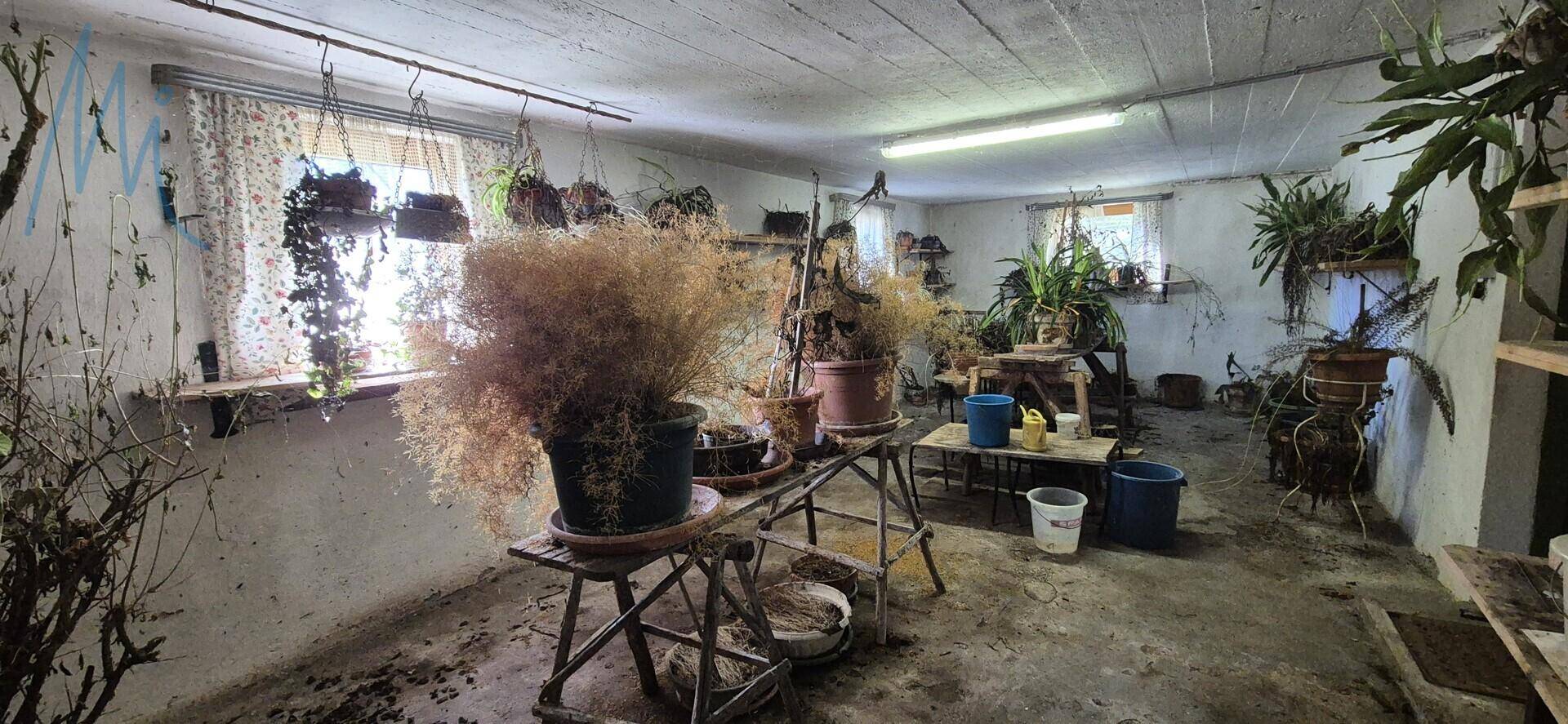 Heller Raum im Untergeschoss, genutzt als Pflanzenzimmer oder Gewächshaus mit vielen Topfpflanzen.