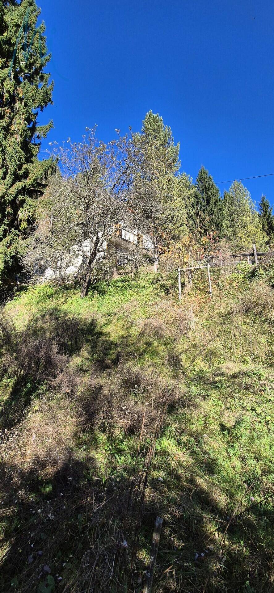 Steiler, bewachsener Hang mit Bäumen und einem teilweise sichtbaren Haus im Hintergrund.