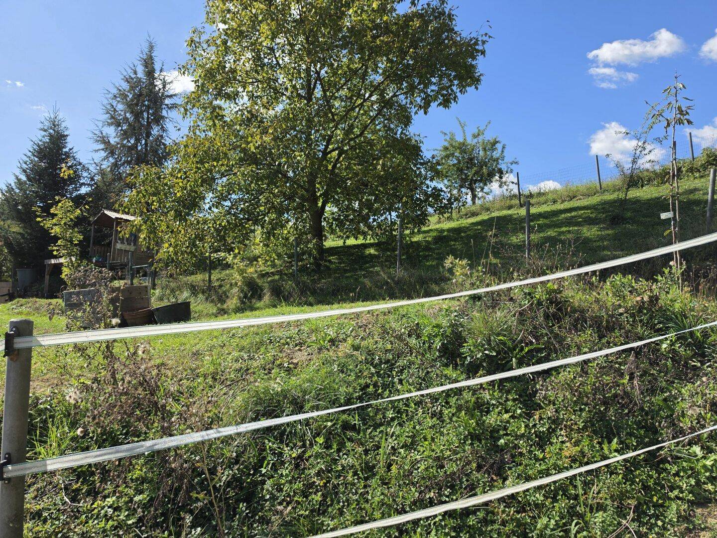 Grüne Hügellandschaft mit Bäumen und Feldern, das kleine Holzhaus ist im Hintergrund sichtbar.