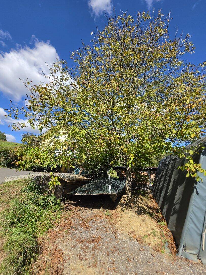 Großer Baum mit grünen Blättern neben einem Lagerzelt auf einem unebenen Gelände.