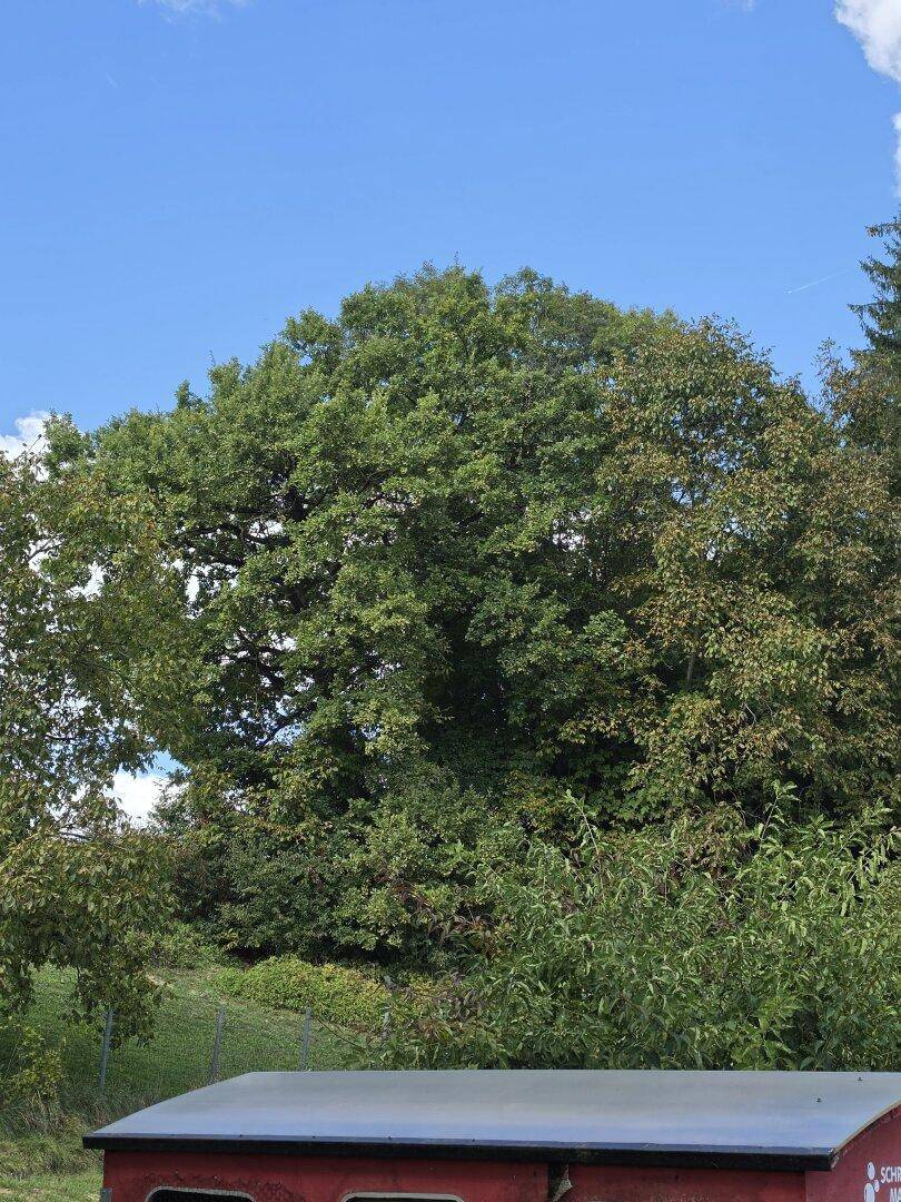 Dichter Baumbestand mit üppigem Grün unter einem klaren blauen Himmel.