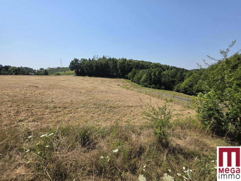 Trockenes Feld mit Wildblumen im Vordergrund und einem Waldstreifen in der Ferne.