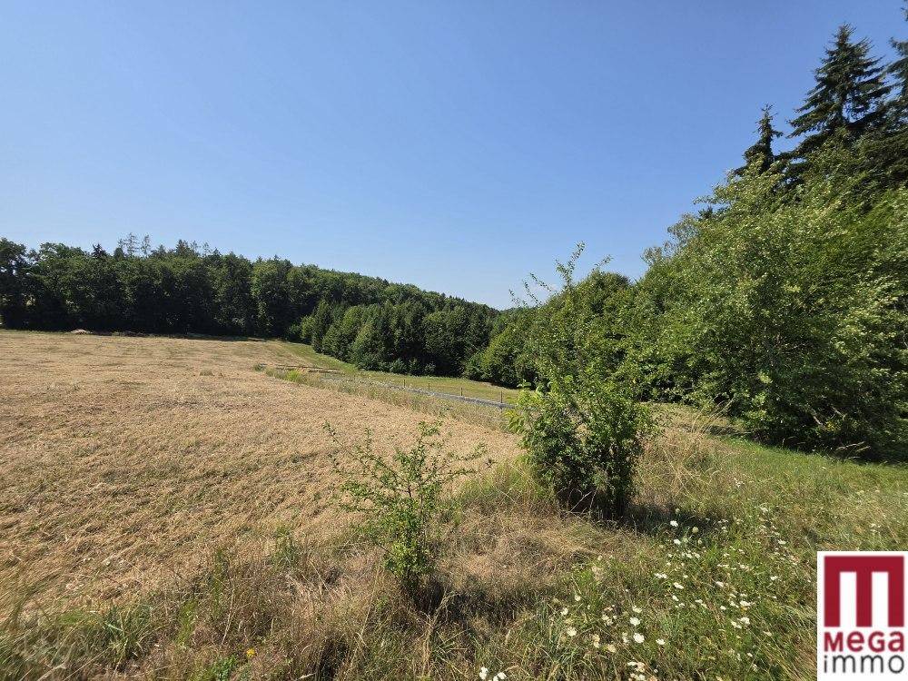 Sonniger Blick über ein Feld mit Büschen und Wildblumen im Vordergrund und dichtem Wald.