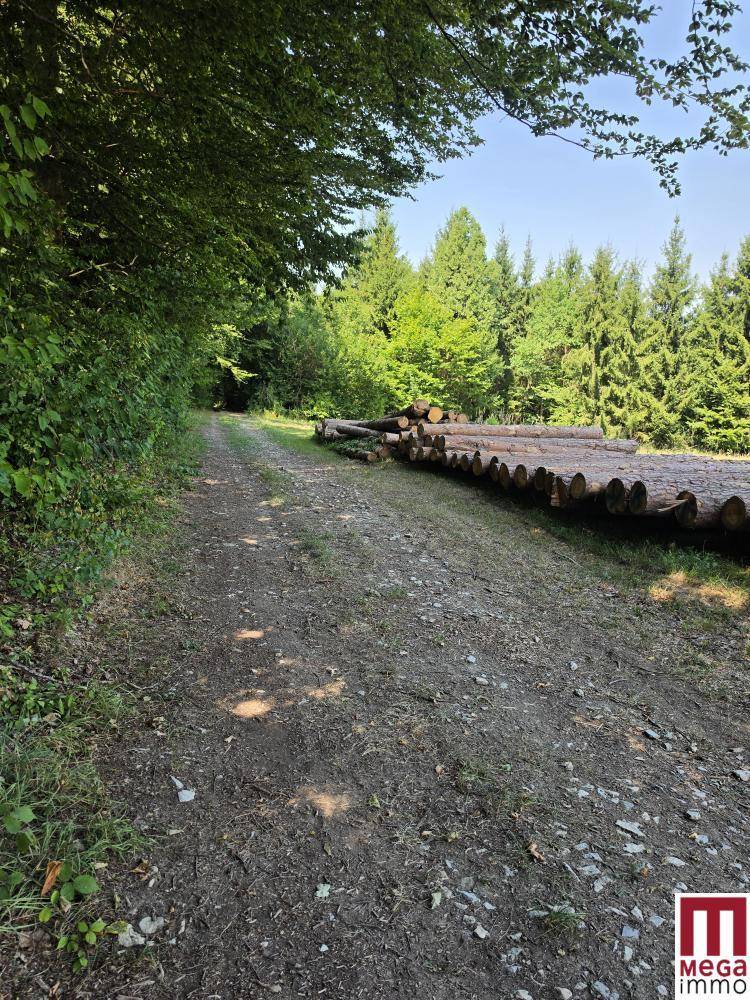 Unbefestigter Waldweg mit gestapelten Holzstämmen am Rand, umgeben von dichtem Grün.