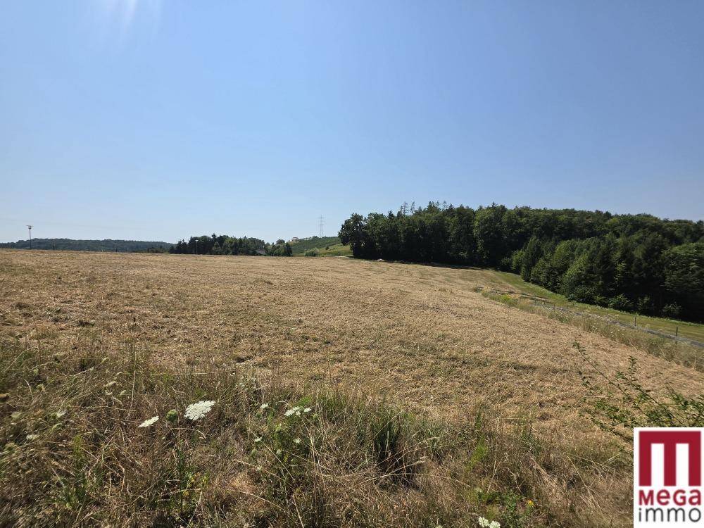 Weitläufiges Feld mit trockenem Gras und vereinzelten Wildblumen unter strahlend blauem Himmel.