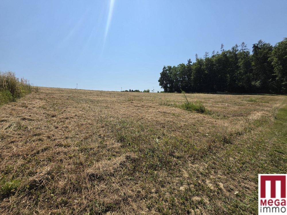 Weites, sonniges Feld mit trockenem Gras und einem Waldstreifen am Horizont.