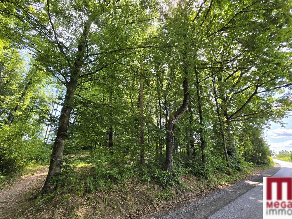 Waldrand mit hohen Bäumen und einem Weg, der durch die natürliche Umgebung führt.