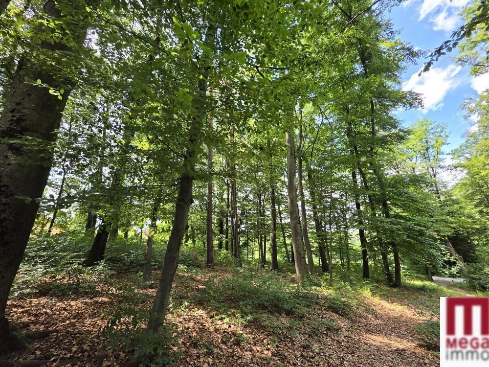 Dichter Wald mit hohen Bäumen und üppigem Grün, das die natürliche Umgebung prägt.