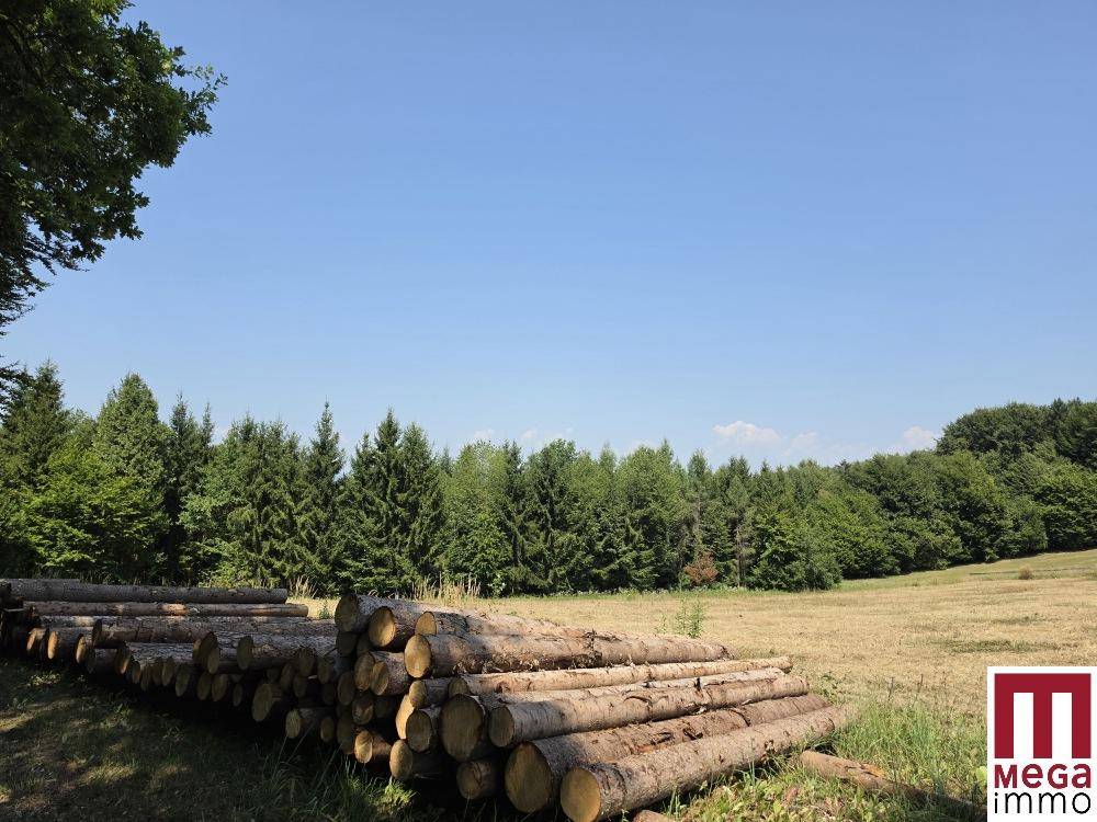 Großer Stapel Holzstämme am Waldrand unter einem hellblauen Sommerhimmel.