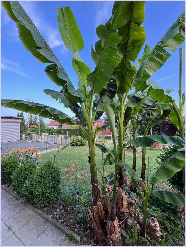 Große Bananenstauden im Garten mit angrenzender Rasenfläche und Blumenbeeten.