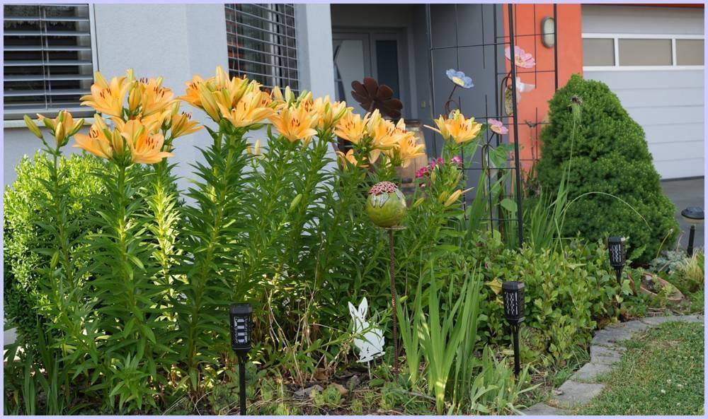 Buntes Blumenbeet mit gelben Lilien vor dem Hauseingang und Gartendekoration.