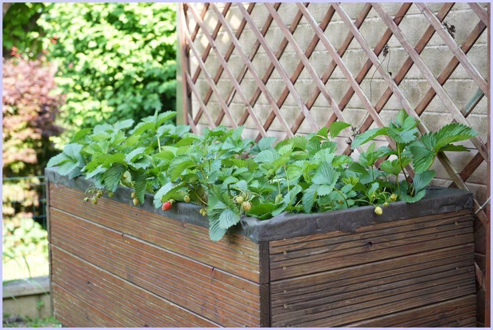 Hölzerner Pflanzkasten mit Erdbeerpflanzen, ideal für den Anbau von Obst im Garten.