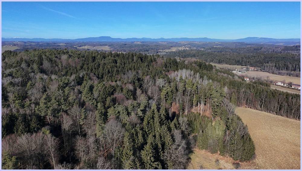Luftaufnahme eines ausgedehnten Waldgebiets mit angrenzenden Feldern und hügeliger Landschaft.
