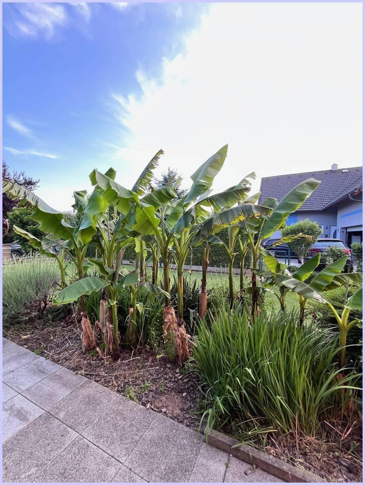 Gartenbereich mit mehreren Bananenstauden und einem gepflasterten Weg unter blauem Himmel.