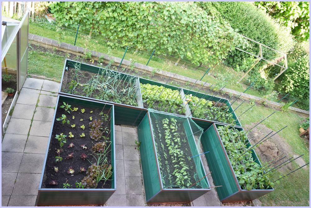 Hochbeete mit verschiedenen Gemüsepflanzen auf einer gepflasterten Fläche im Garten.