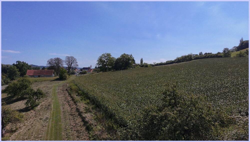 Panoramablick über ein weites Feld mit vereinzelten Bäumen und einem Dorf in der Ferne an einem sonnigen Tag.