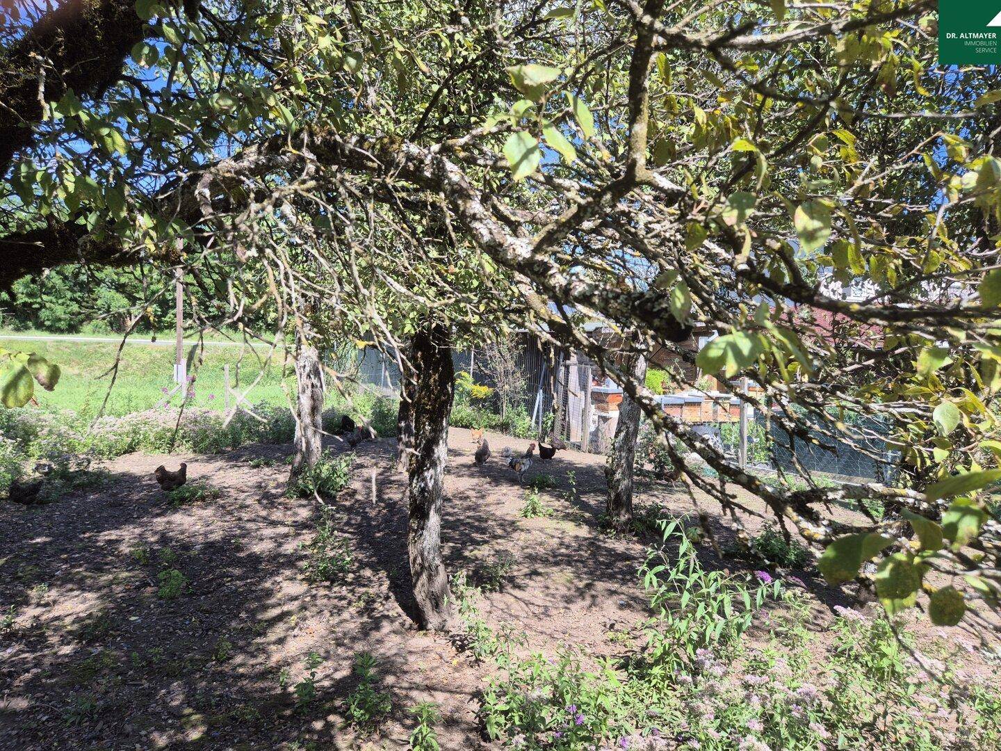 Obstbäume in einem Gartenbereich mit freilaufenden Hühnern auf dem Boden.