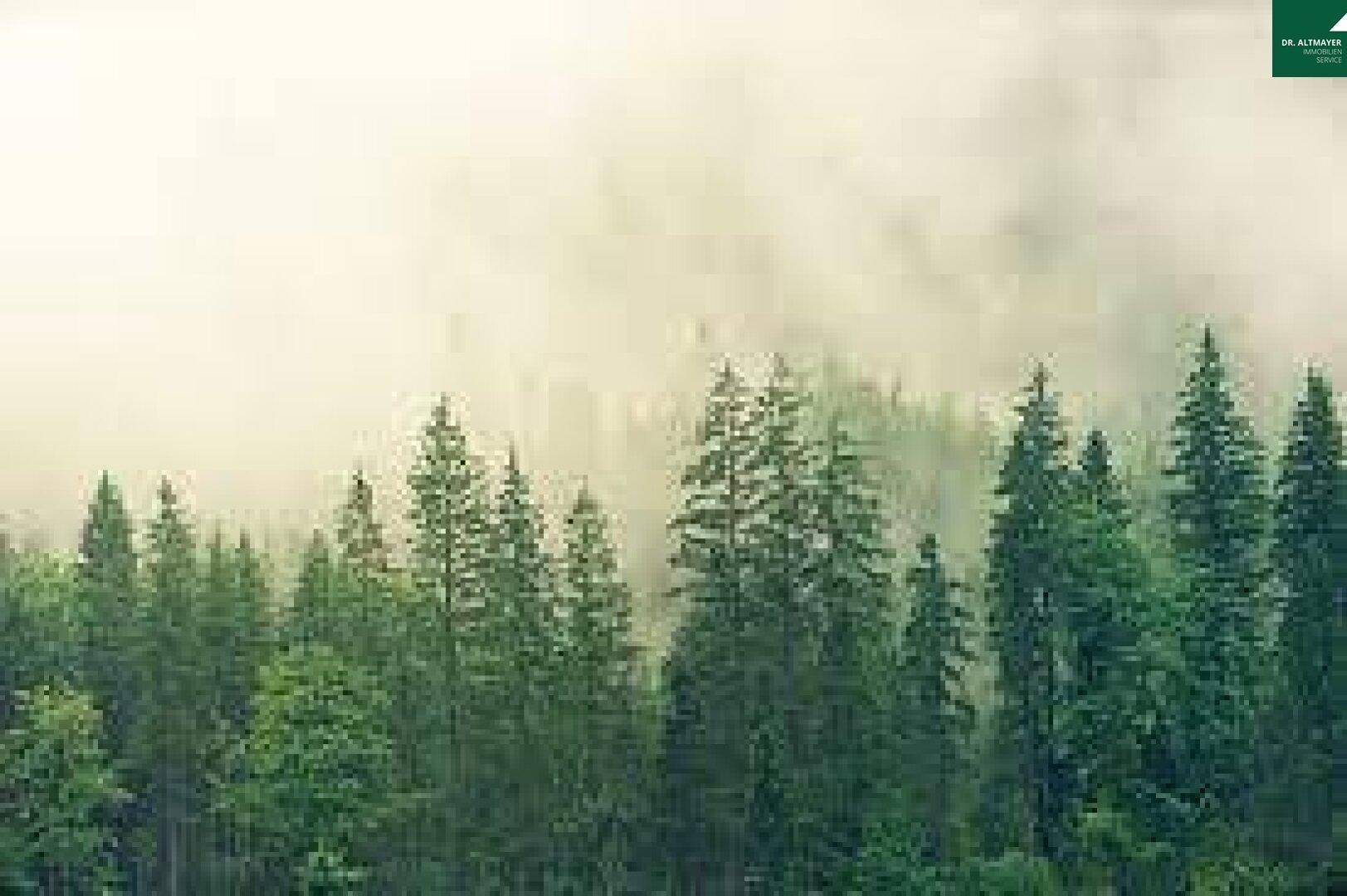 Dichte Nadelbäume ragen aus dem Nebel hervor und schaffen eine mystische Waldlandschaft.