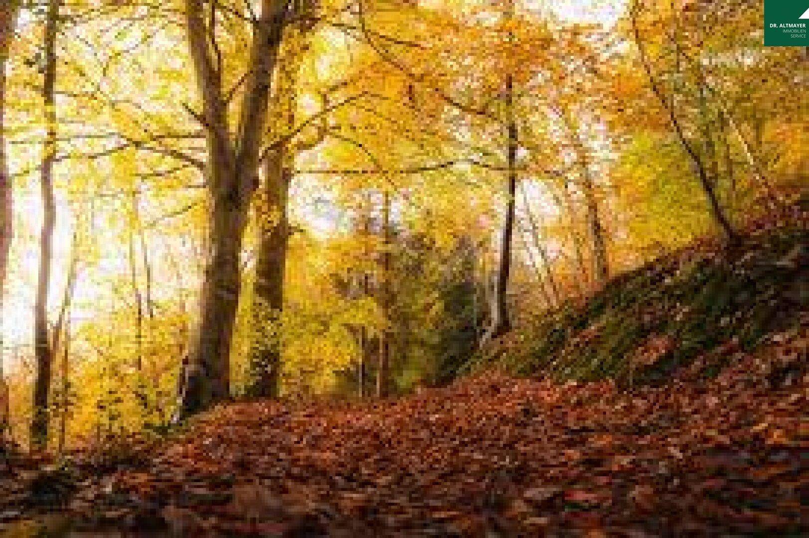Ein herbstlicher Waldweg bedeckt mit bunten Blättern, während die Sonne durch die goldenen Baumkronen scheint.