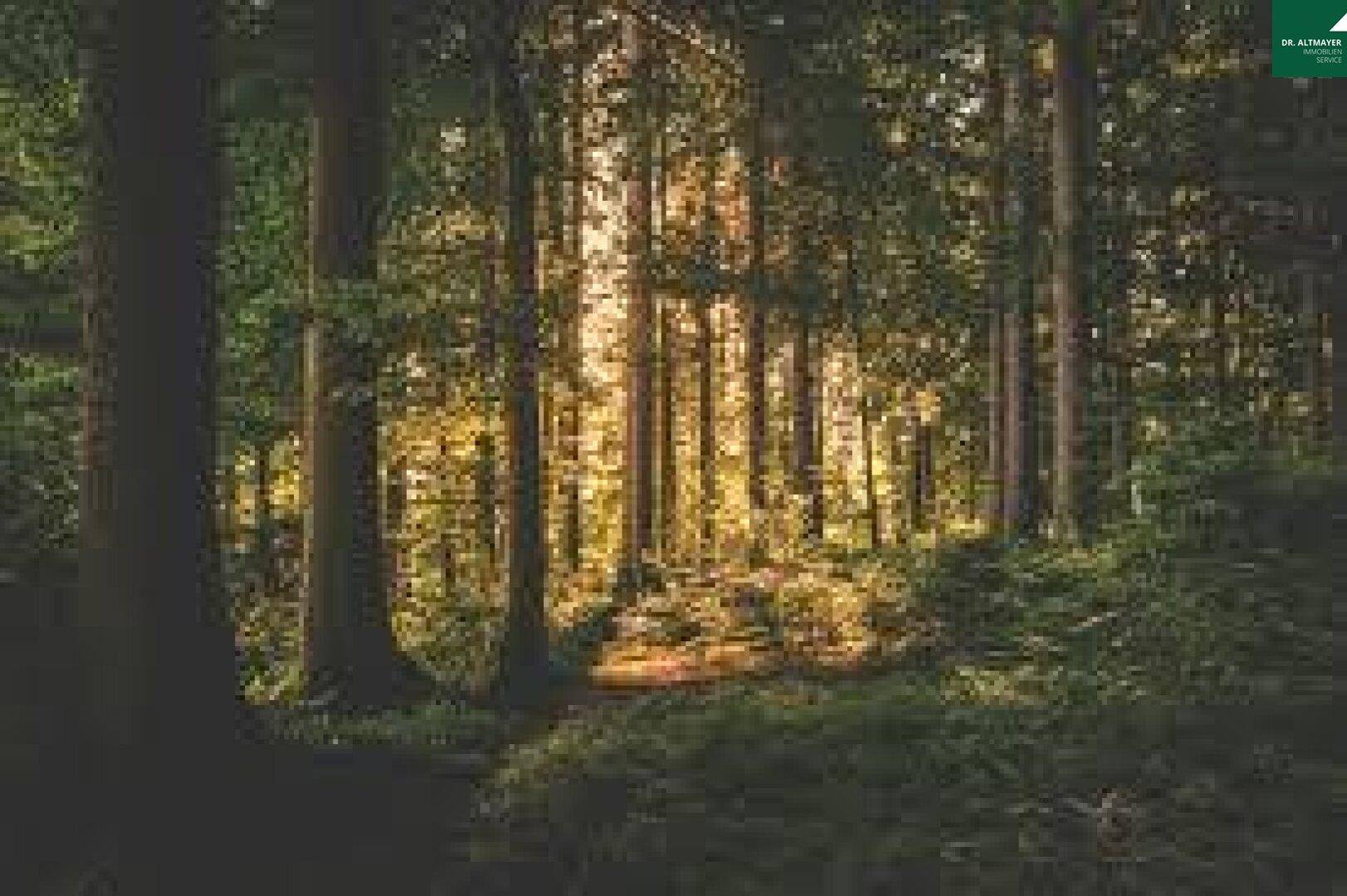 Ein ruhiger Waldweg mit Sonnenlicht, das durch die Baumkronen fällt und Schatten auf den Waldboden wirft.